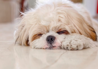 자고있는 강아지