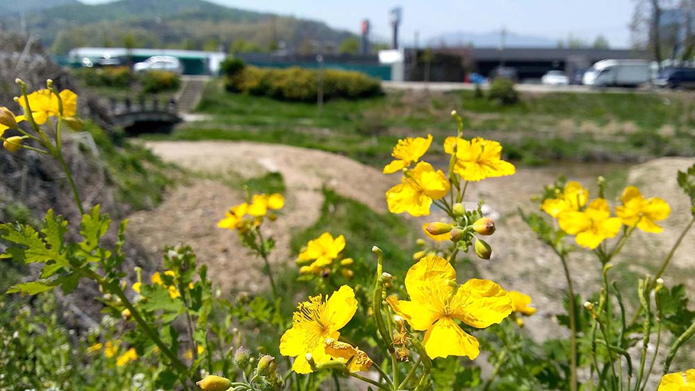 서울둘레길 4코스 대모산·우면산 민들레