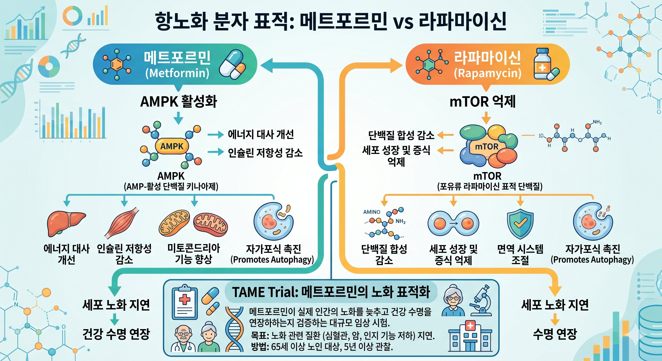메트포르민 라파마이신 항노화 &mdash; AMPK 활성화 mTOR 억제 오토파지 TAME 임상 연구 항노화 약물 비교