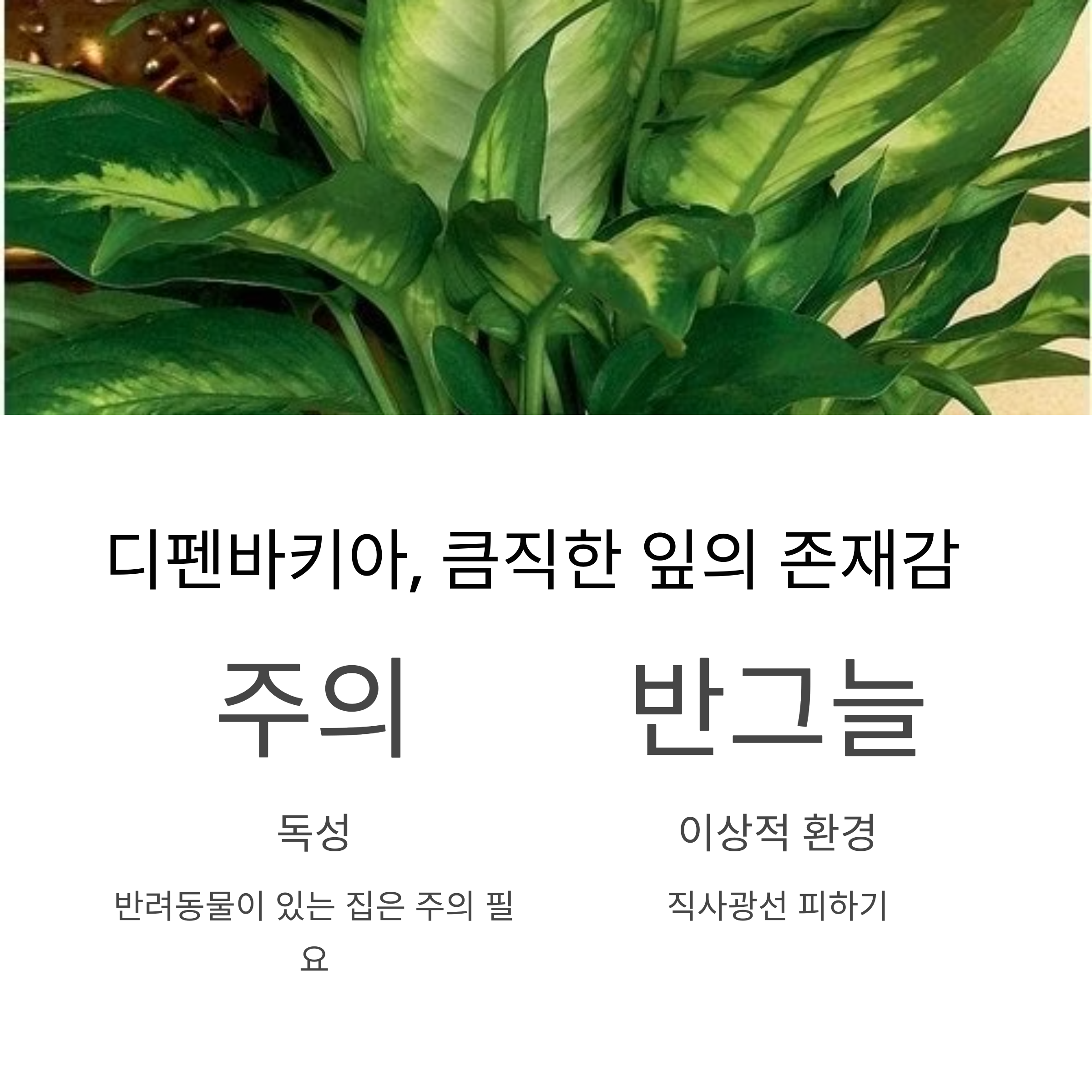 디펜바키아