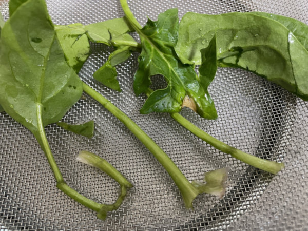 시금치 시든 잎과 꺾인 줄기 골라내기