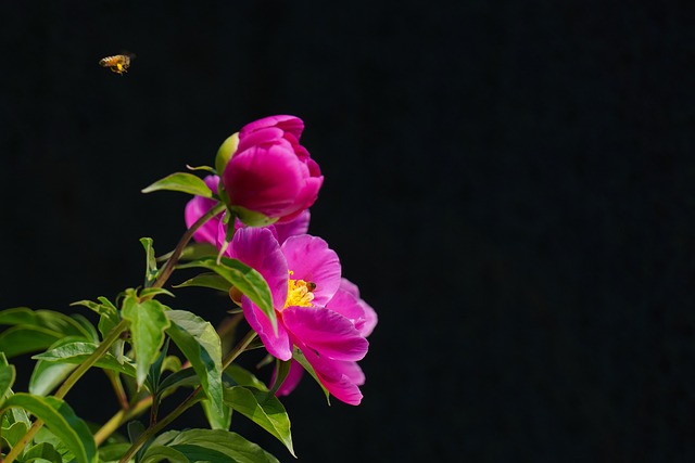 합천 작약 축제 