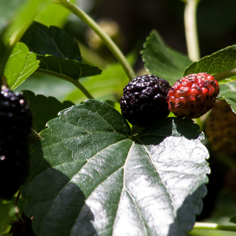오디 효능 부작용