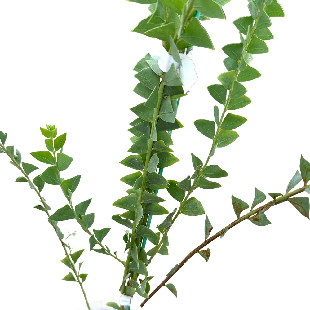 삼각잎 아카시아 키우기