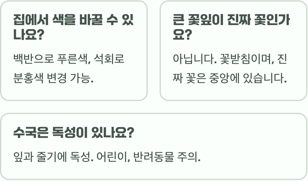 수국 꽃말 변덕스러운 마음과 진심 어린 감사까지 다양한 의미