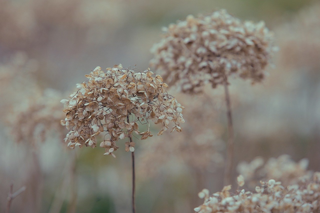 관찰한 괴근식물 휴면 신호와 휴면 전환 타이밍