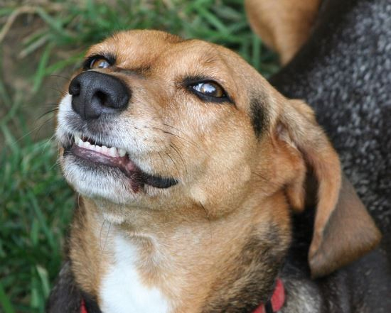 자신을 체포하려는 경찰을 집으로 유인한 뒤 사냥개를 풀어 다치게 한 30대 수배자가 집행유예를 선고받았다. 본 기사와 무관한 이미지. [사진=픽사베이]