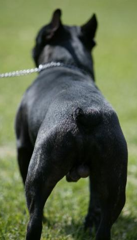 산책하는 강아지