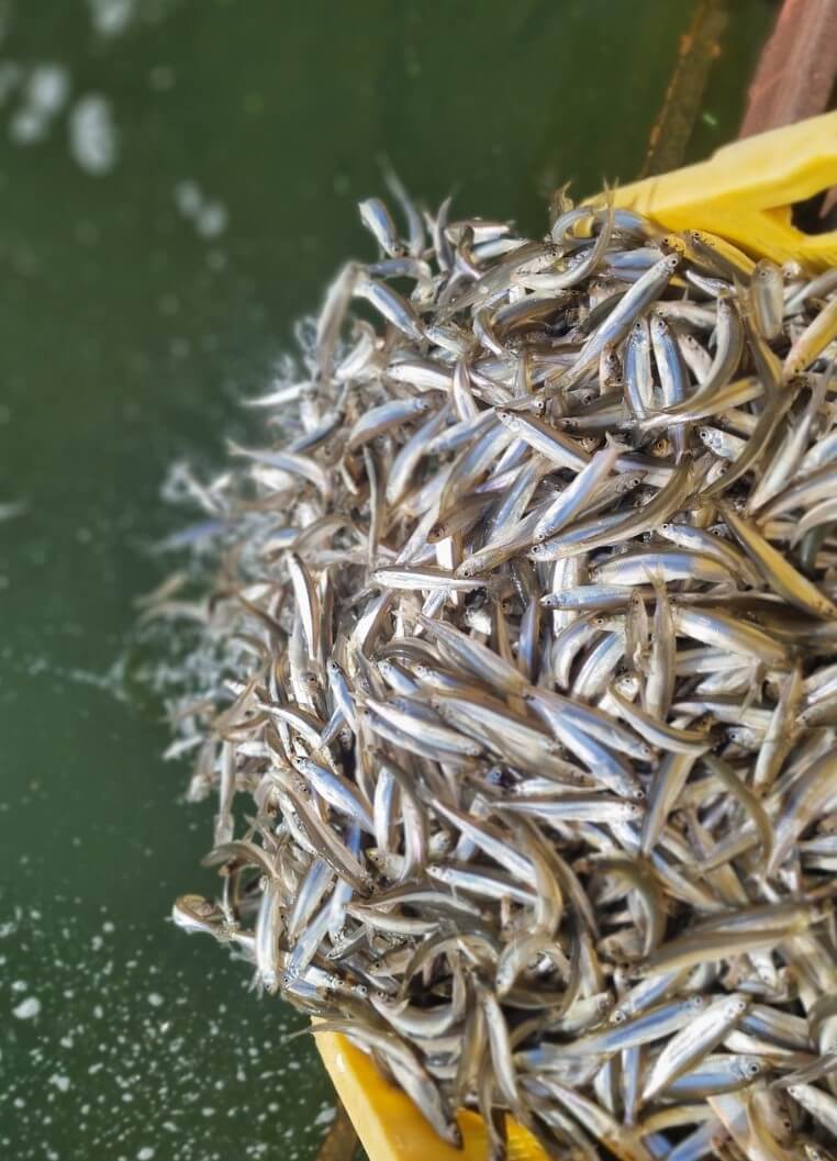 강화 양오낚시터 빙어축제 기본정보&amp;#44; 양오낚시터는 공기도 맑고 경치도 좋고 가족들과 함께 휴양을 즐길 수 있는 낚시터입니다.