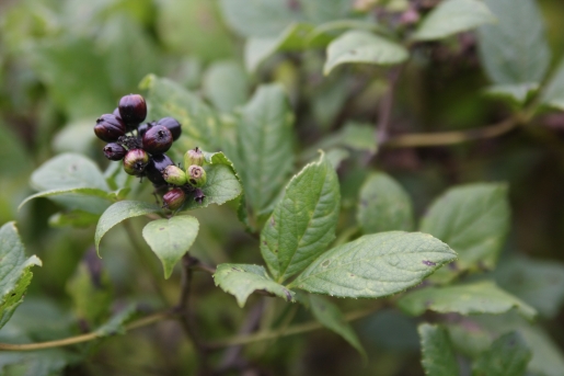 오갈피나무 열매1