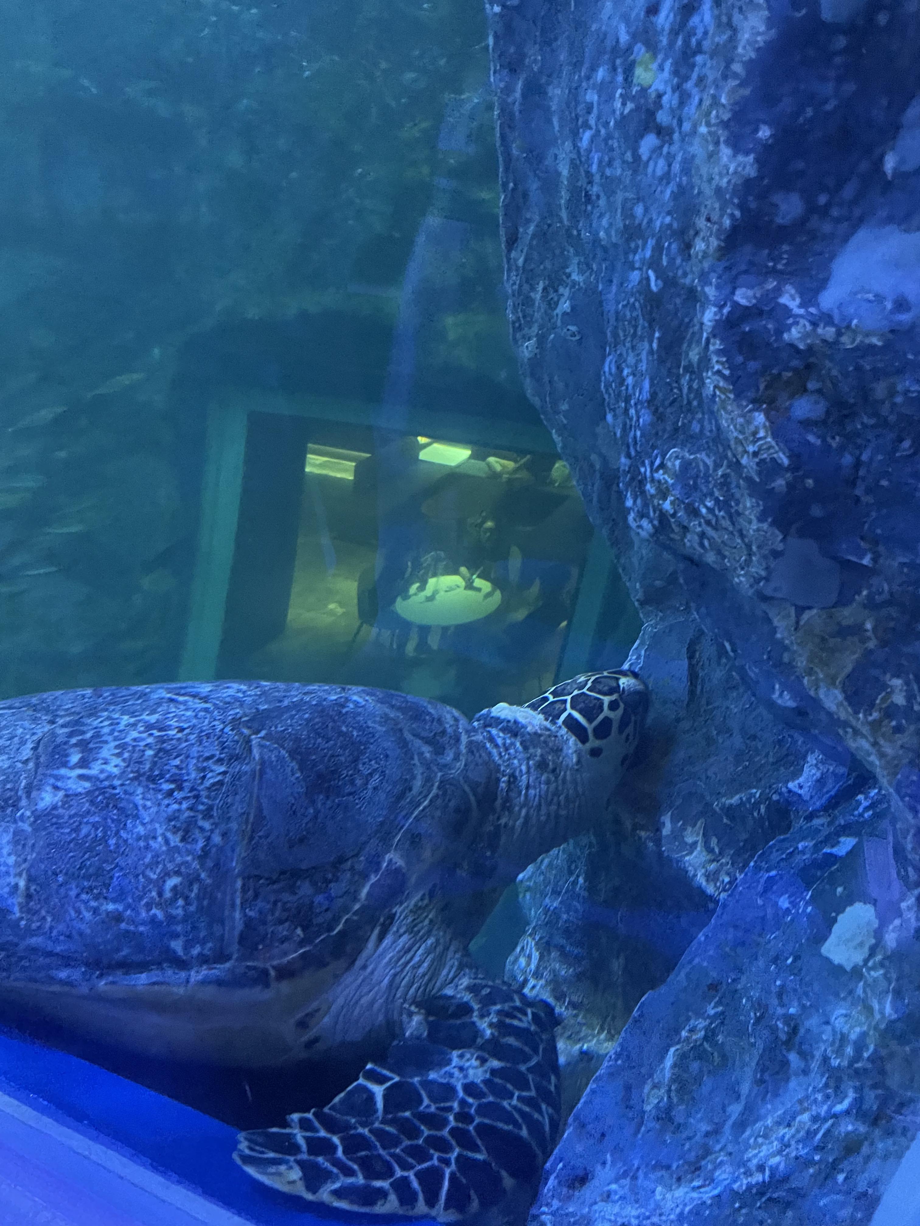 여수 아쿠아플라넷