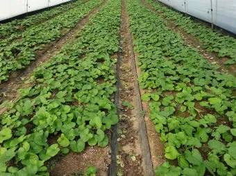 사철나물 재배 상자 텃밭 초보 가능 물 관리_4