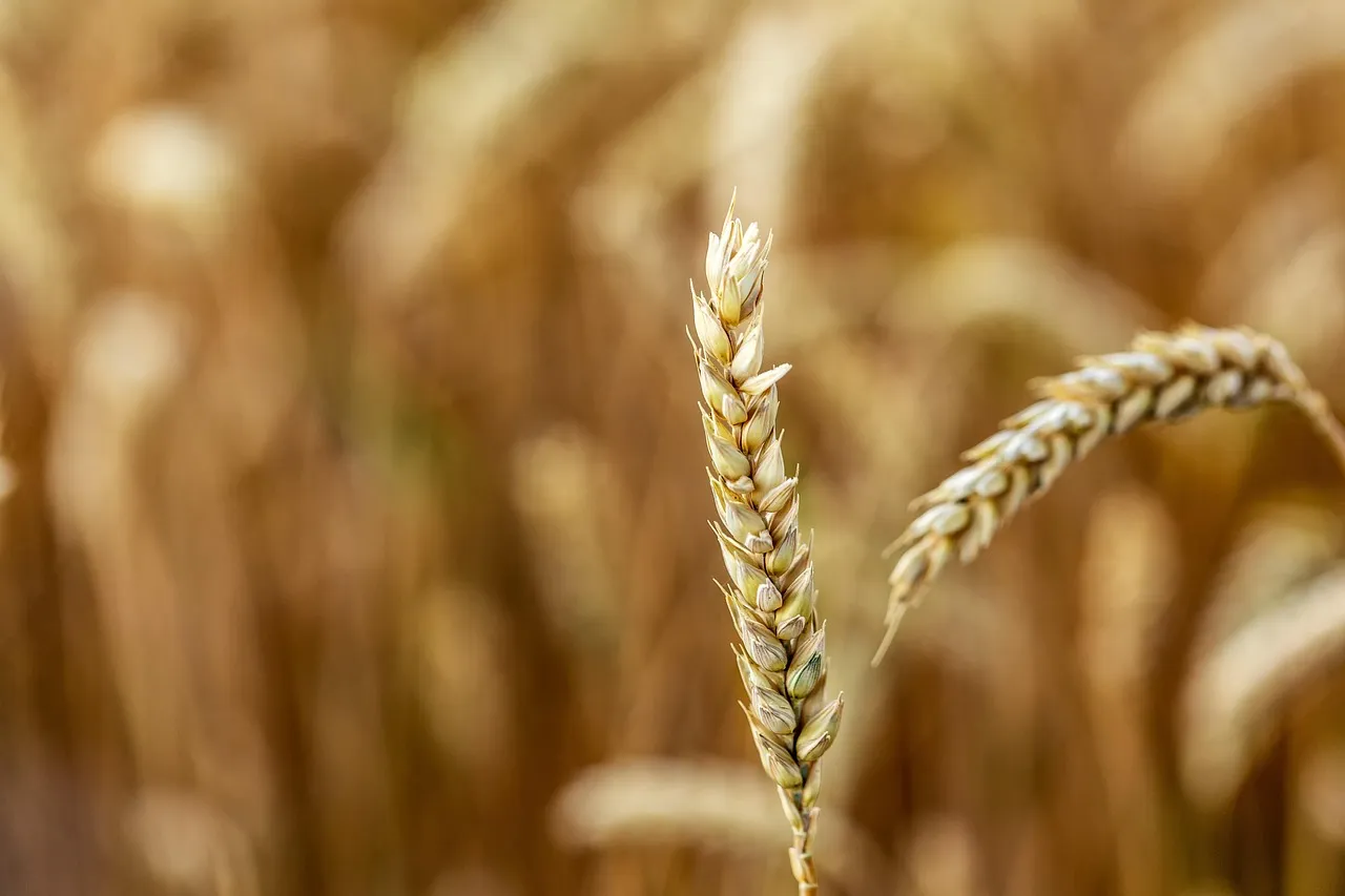 카무트 쌀 주의사항