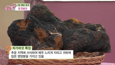 차가버섯 특징 무엇이든 물어보세요