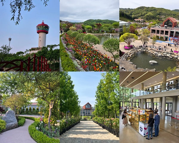 용인자작나무숲 이용
