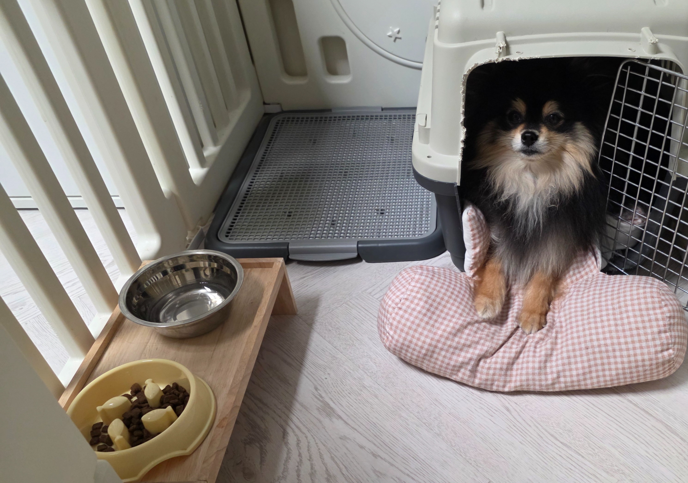 밥 먹기를 기다리는 달콩