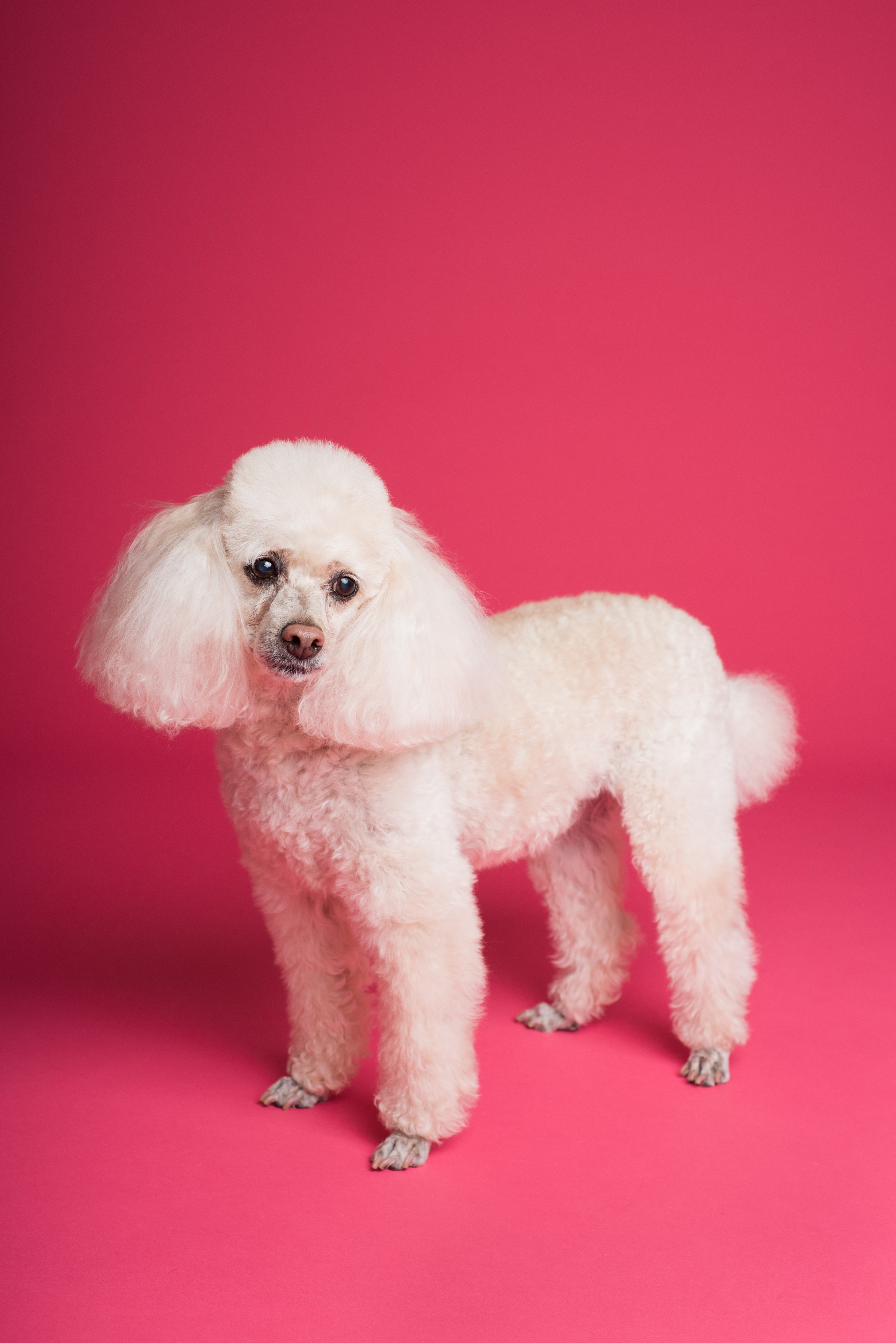 강아지종류_푸들 특징 및 성격