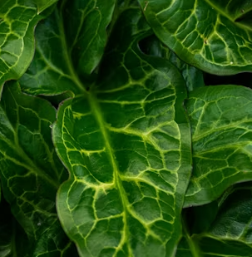 근대 효능과 부작용 나물 먹는법 고르는법 칼로리