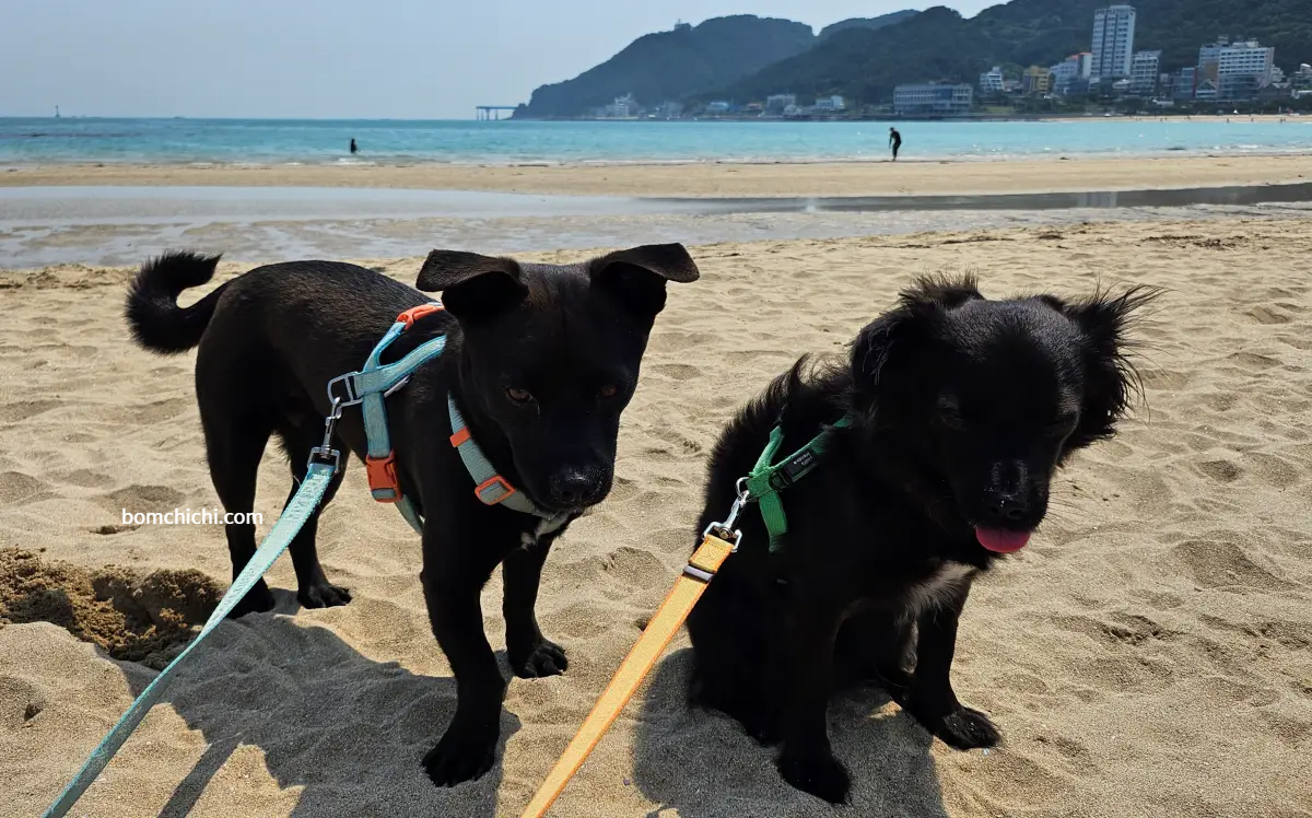 해변 위의 강아지들 사진