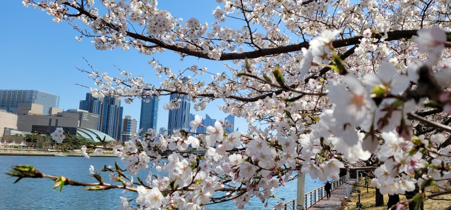 부산 벚꽃 명소(7)