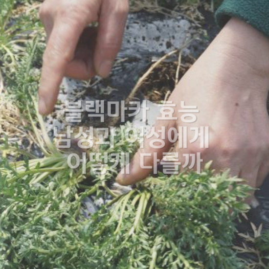 블랙마카
