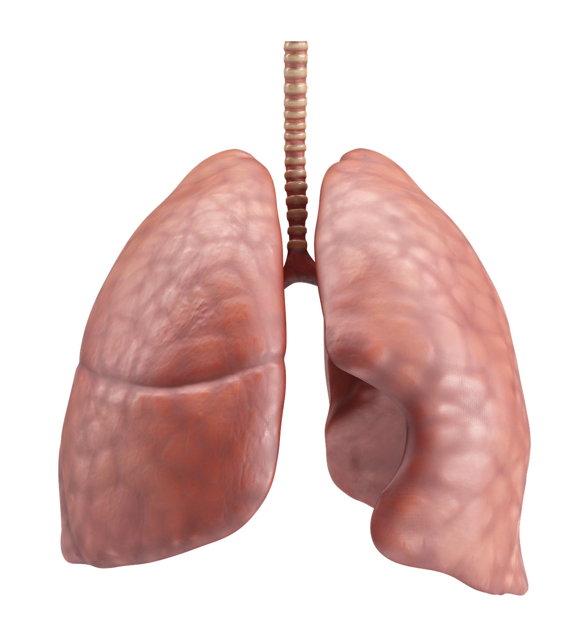 폐과민성염: 숨쉬는 공기 속의 알레르기, 폐가 보내는 경고 신호