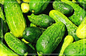 오이의 효능과 부작용