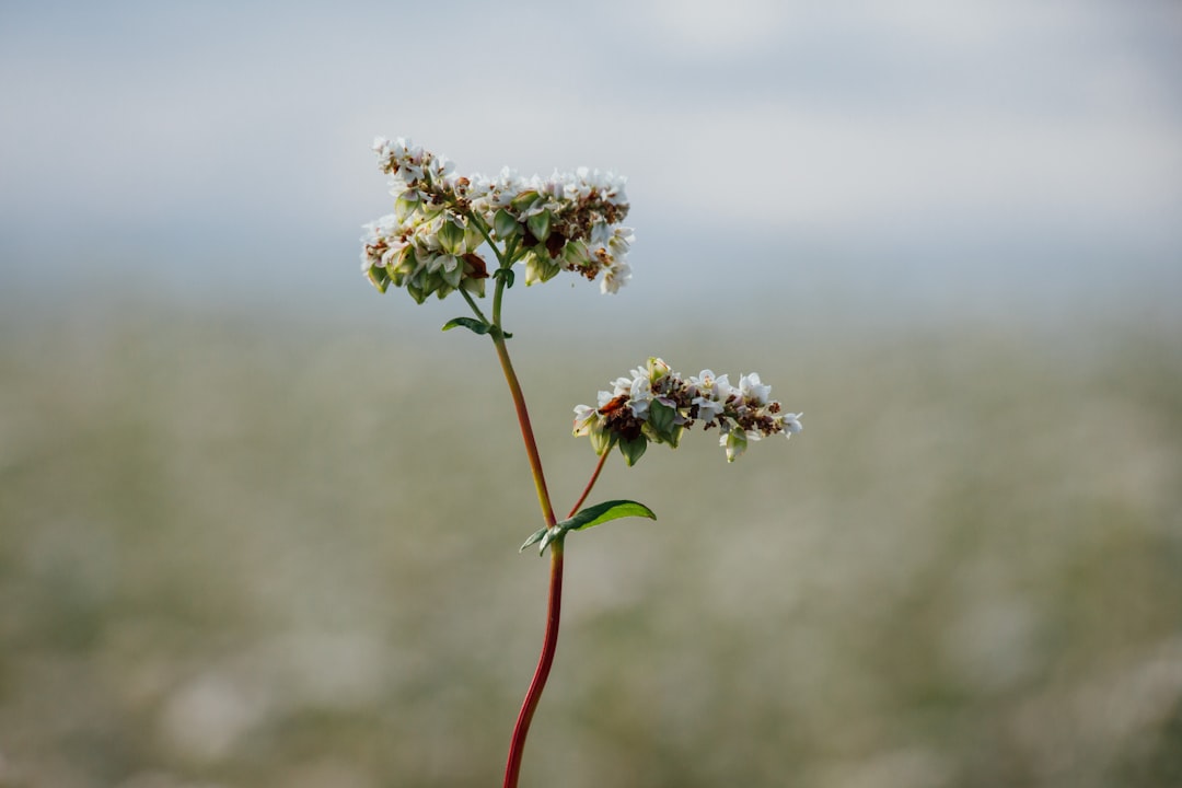 Buckwheat
