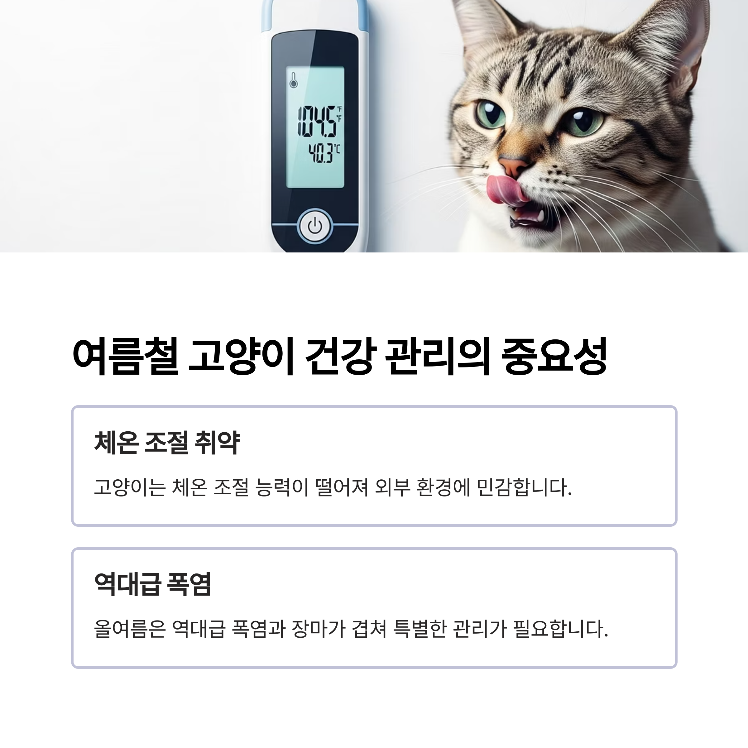 여름철 고양이 건강 관리의 중요성