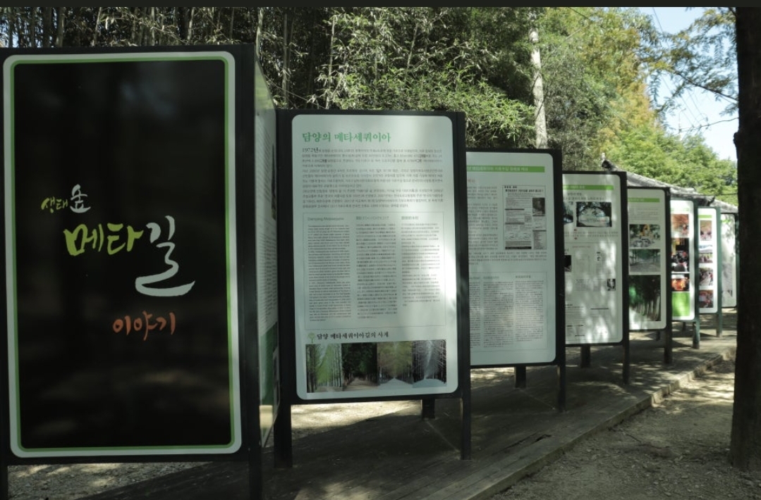 담양 메타세쿼이아 가로수 길