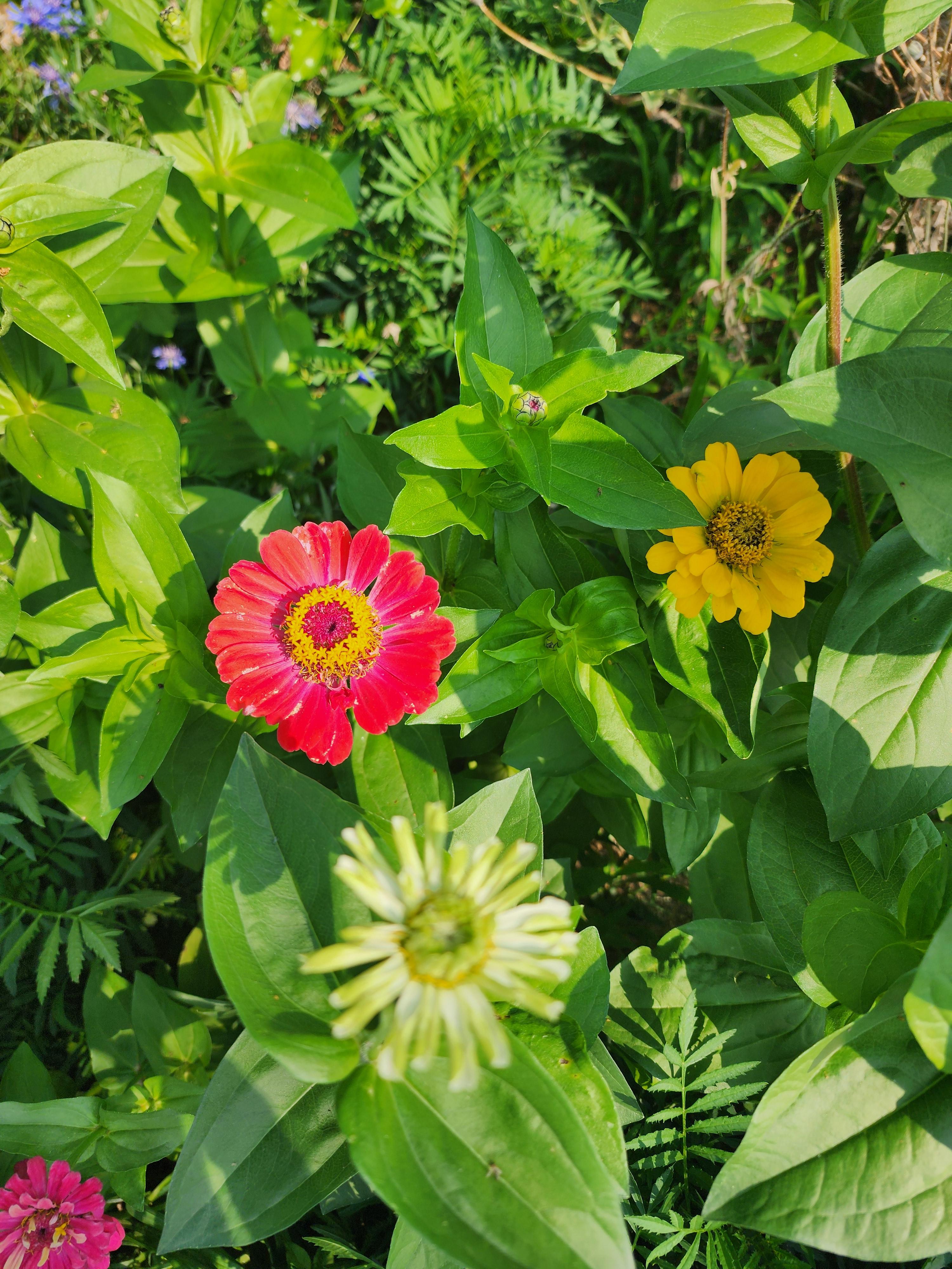 백일홍 - 꽃말&amp;#44; 특징&amp;#44; 이름 유래&amp;#44; 재배 방법