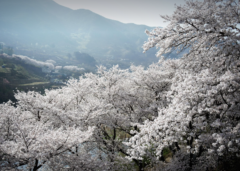 지리산 꽃길