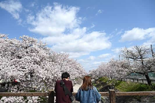 2025년, 벚꽃 개화 시기 및 핫플레이스(벚꽃축제&벚꽃명소)2