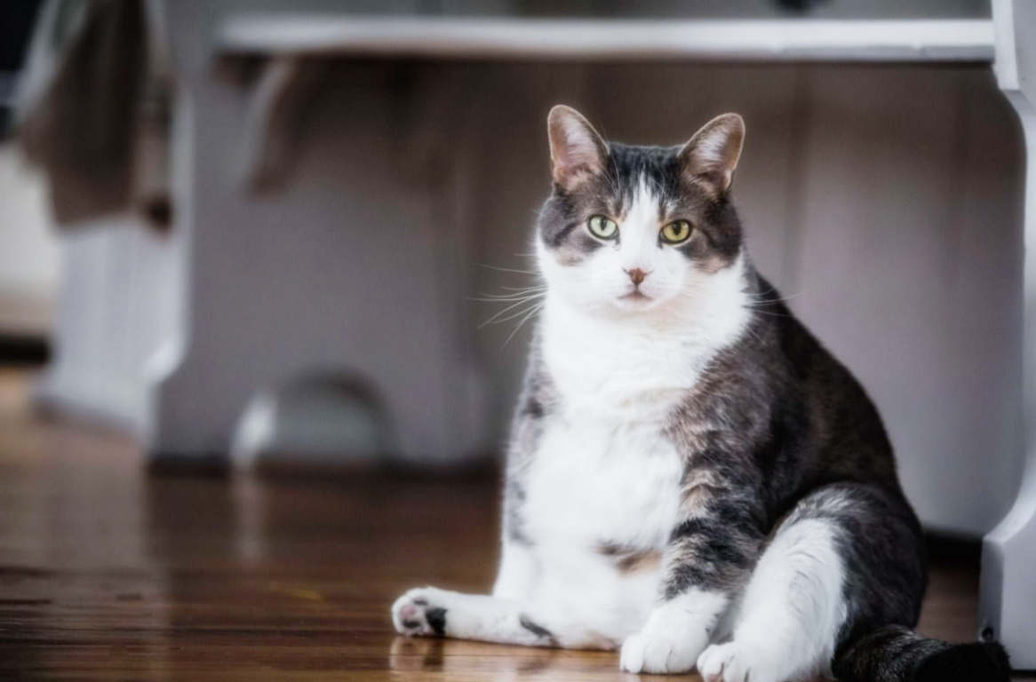 뚱냥이 체중관리 방법