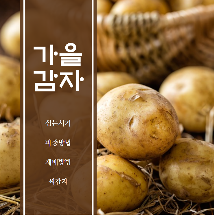 가을감자