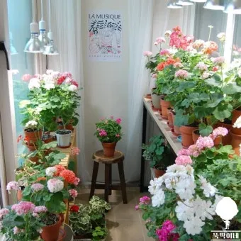 베란다정원 키우기 바람차단 햇빛차광 물주기 여름철 관리 요령_17