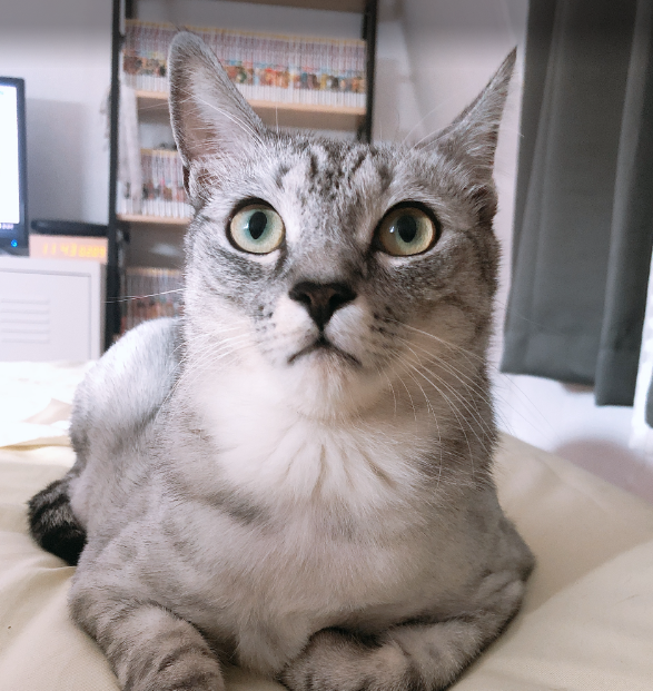 고양이-허공-응시