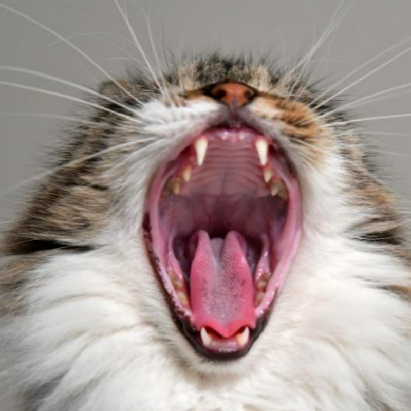 고양이 양치질 치아관리2