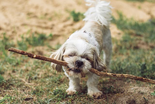 canine atopic dermatitis