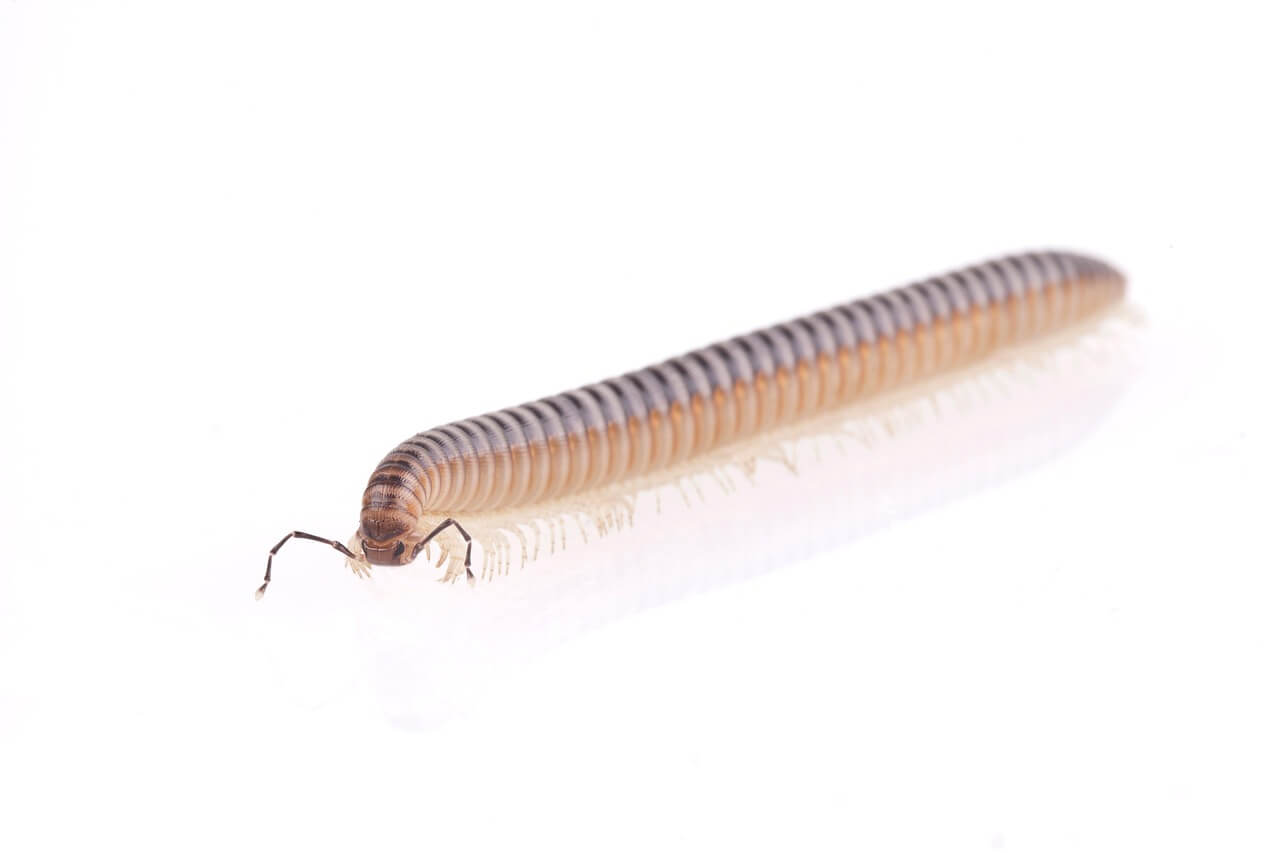 지네 퇴치법