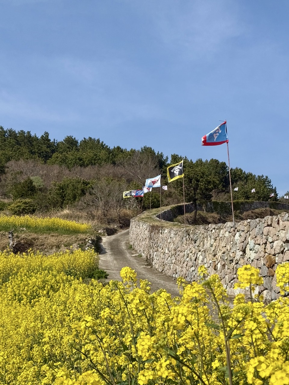 청산도꽃언덕과깃발