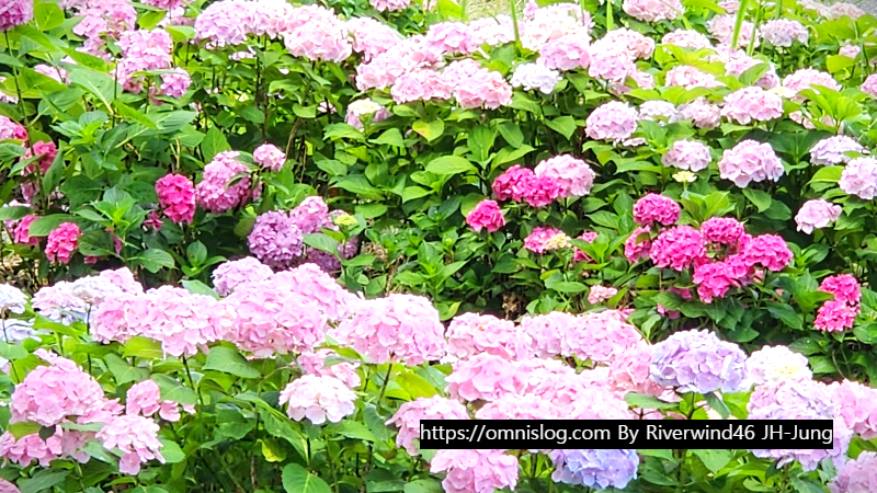 수국 水菊 hydrangea flower