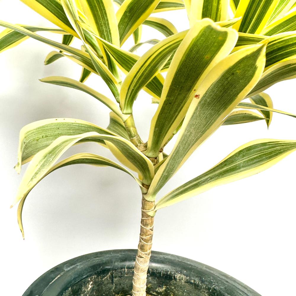 송오브인디아 키우기&amp;#44; 가지치기&amp;#44; 꽃말