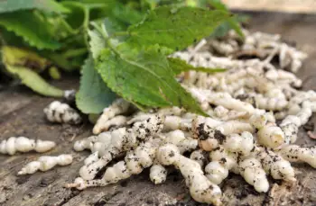 초석잠 효능과 영양성분, 주의점