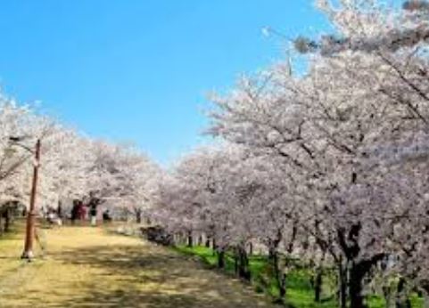 사천 벚꽃