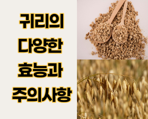 귀리 : 영양과 건강의 보물&#44; 다양한 효능과 주의사항