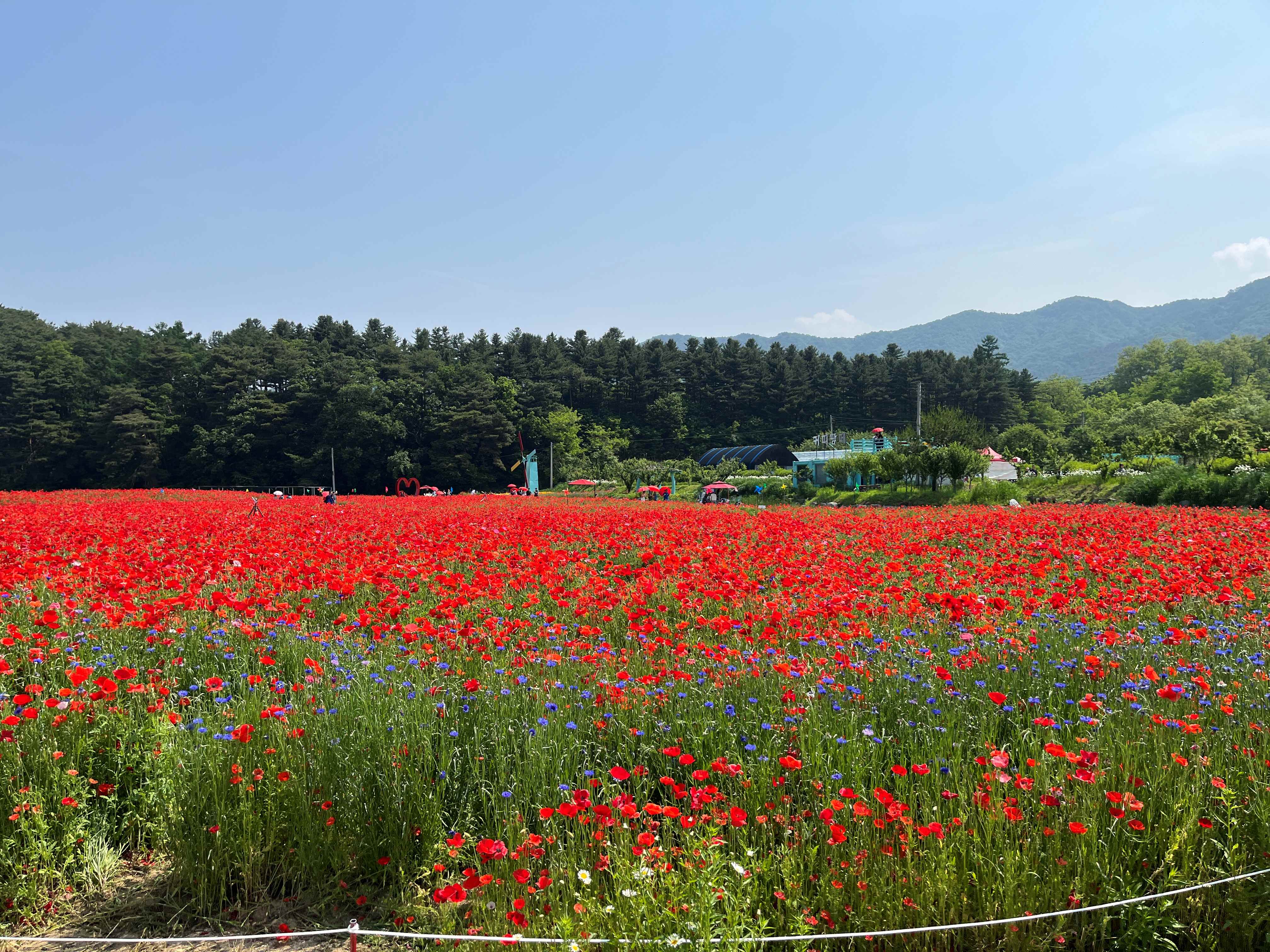 용수골 꽃양귀비 축제