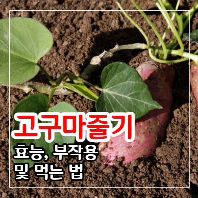 고구마 줄기 효능 9가지와 부작용 및 먹는 법