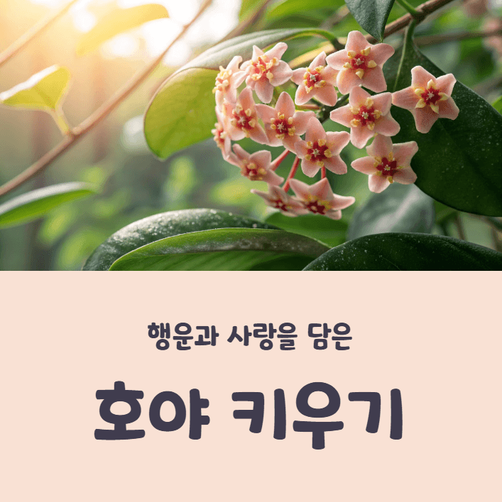 호야 키우기