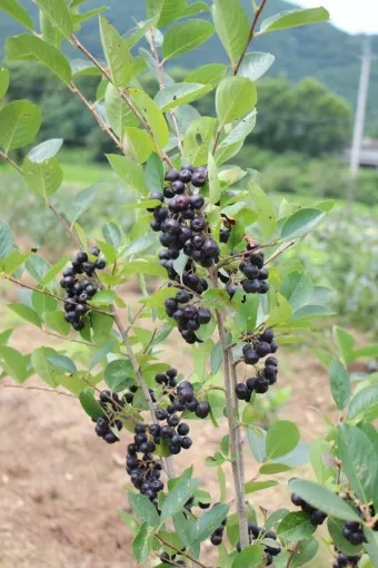 블랙커런트 재배 전정 관리 통풍 확보 병해 줄이기_8